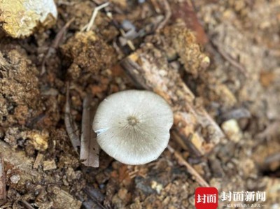 价格腰斩!四川人即将实现鸡枞菌自由