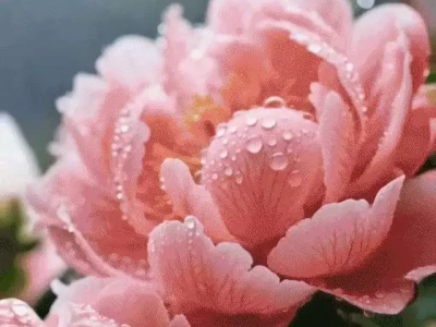 AI呈视|谷雨,是春的回眸从曾经的对手到李渊的大将,凭借平定萧铣一战,李靖一战成名