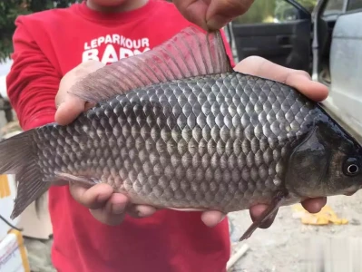 黑坑工程鲫的觅食特点和垂钓技巧,效果显著奶油棉也太舒服了,可以一直宅在家
