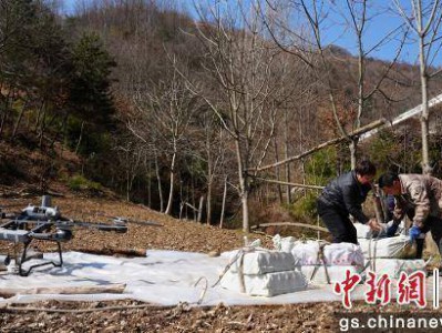 陇南康县:蜜环菌搭乘无人机 为天麻产业添翼“高飞”