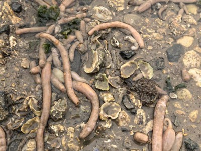 密密麻麻!大连一海滨出现大量“海肠”状生物……