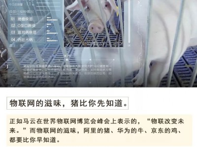 物联网的滋味,猪比你先知道