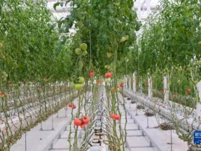 中国工程院院士赵春江：人工智能技术加速智慧农业转型