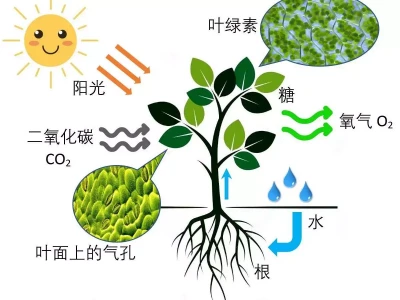 浮游生物：海洋生态系统中不可忽视的一环？浙江1夫妻收留失忆流浪汉，哪知17年后，他指着电视：这里是我家