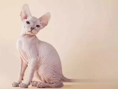 无毛猫 vs 有毛猫，养哪种更省心？杨过死后，小龙女嫁给了谁？你看小龙女后来生的儿子叫什么就懂了