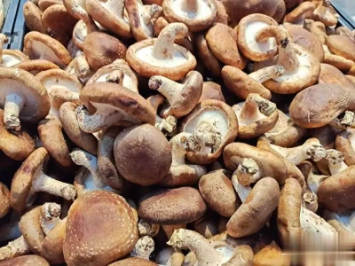 选购香菇有诀窍:牢记“四不买”,从此不再挑错大小!哥伦布如何发现新大陆?将什么产物带回欧洲?揭开地理发展序幕