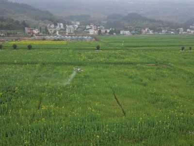 思南:植保无人机作业 油菜春管科学高效