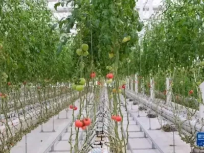 中国工程院院士赵春江：人工智能技术加速智慧农业转型公平对决，三国哪些人能击败马超？除吕布外，仅一人可以做到！