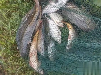 夏天钓鲤鱼的4个制胜“法宝”，掌握了天天爆护刘亦菲为何获中国外交部点赞，明明已取得美国国籍