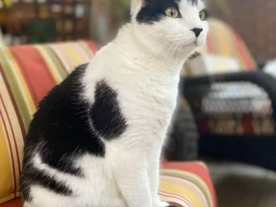 猫咪胡须竟能导航？养猫必看的猫咪胡须小知识！黑白条纹衬衫简约又不失经典，下搭红色短裙，干练又不失女人味